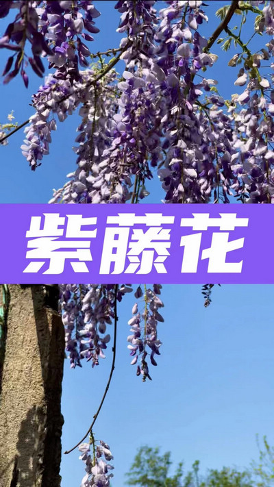 春有約，花不誤，陌上紫藤香如故。